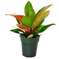 Planta Ornamental Philodentrun Prince Pote Color