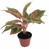 Planta Ornamental Aglaonemas Variada