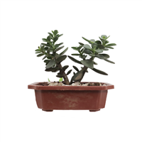 Arbol Ornamental Bonsai Aralia Min Maceta