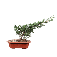 Arbol Ornamental Bonsai Mix
