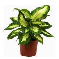 Planta Ornamental Camil Diffenbachia