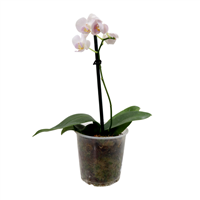 Planta Ornamental Orquidea Mini