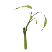 Planta Ornamental Bambu De La Suerte Pequeño