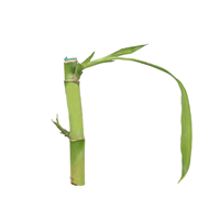 Planta Ornamental Bambu De La Suerte