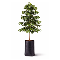 Arbol Ornamental Cafe Arabigo