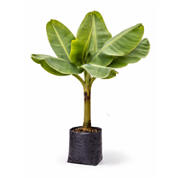 Planta Ornamental Banano