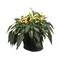 Arbol Frutal Chile Medusa