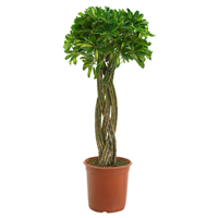 Planta Ornamental Capella Trenza Plana