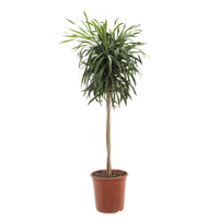 Planta Ornamental Anita Trenza Plana