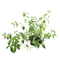 Planta Ornamental Browalia