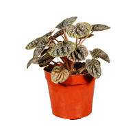 Planta Ornamental Conchita