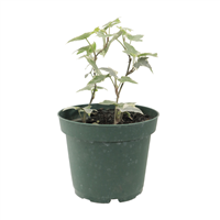 Planta Ornamental Hiedra Verde Con Blanco.