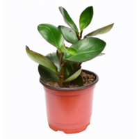 Planta Ornamental Peperomia