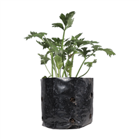 Planta Ornamental Apio