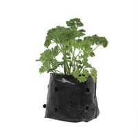 Planta Ornamental Perejil