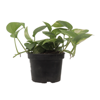 Planta Ornamental Millonaria