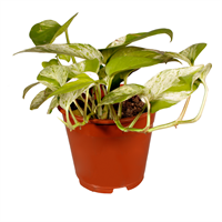 Planta Ornamental Spicky