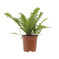 Planta Ornamental Helecho Boston