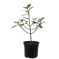 Planta Ornamental Copey