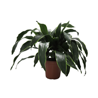 Planta Ornamental Arturo Mini