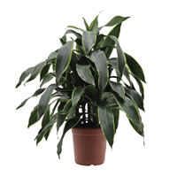 Planta Ornamental Arturo