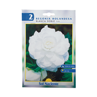 Bulbo Begonia Paquete 2 Unidades