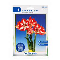 Bulbo Gladiola Colores 25 Unidades Mixtos