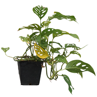 Planta Ornamental Philodendron Adansonii