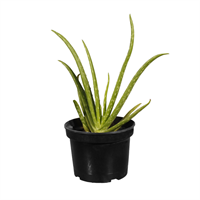 Planta Ornamental Sabila