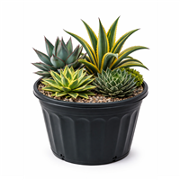 Planta Ornamental Agaves Mixtos