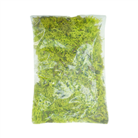 Musgo Decorativo Reindermoss Sawa Green