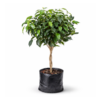 Planta Ornamental Ficus Topiario Mediano