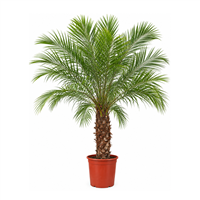 Planta Ornamental Phoenix Roebelinii Grande