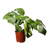 Planta Ornmental Monsteras Mediana