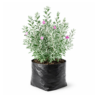 Planta Ornamental Texas