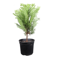 Arbol Cipres Thuja Pequeño