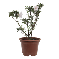 Planta Ornamental Azalea