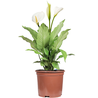 Planta Ornamental Cala