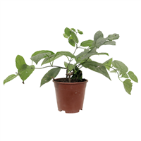 Planta Ornamental Bandera Española