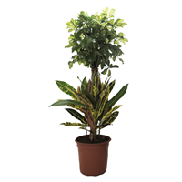 Planta Ornamental Trinet-Croton 24"