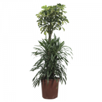 Planta Ornamental Trinet-Anita 24"
