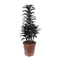 Planta Arreglo Cordylini 18 "
