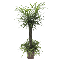 Planta Anita Standar 18 "