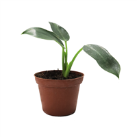 Planta Mini Philodrendon