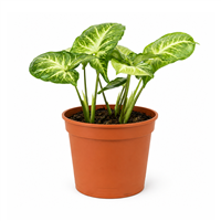 Planta Mini Garrobo