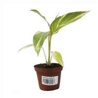 Planta Mini Ginger Variegado