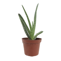 Planta Mini Sabila Variegado