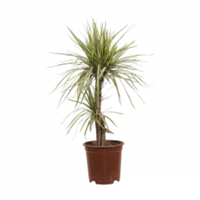 Planta Ornamental Marginata Cañas 18”