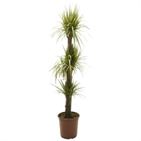 Planta Ornamental Marginata Cañas 24”