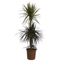 Planta Ornamental Marginata Cañas 36”